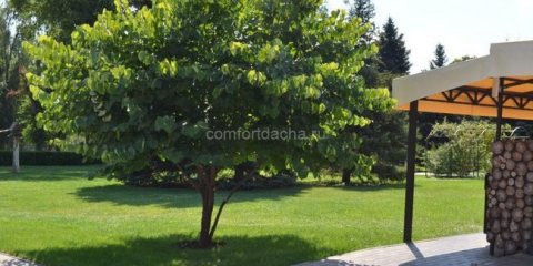 Jaké trpasličí stromy lze vysadit v zemi - typy, vlastnosti